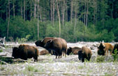 Wood bison (bison athabascae) near running water along the South Fork of the Kuskokwim River. BLM photograph