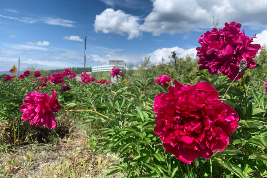 Peonies bloom in the Thompson roundabout with Butrovich in the background