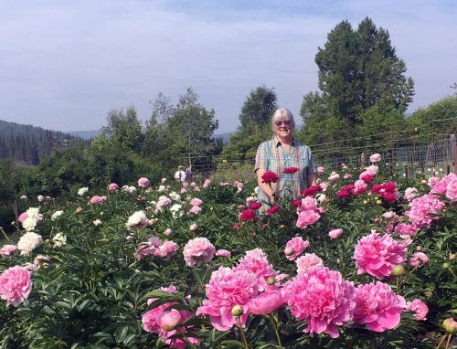 Pat Holloway Peonies