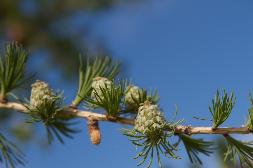 Spring buds on pine tree branch