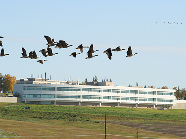 Butrovich building with field in front, birds flying 