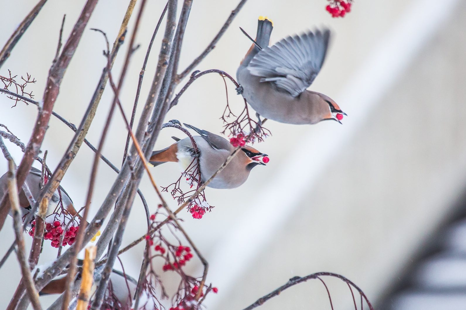 Birds fly from frosted tree branches in winter with red berry in its mouth