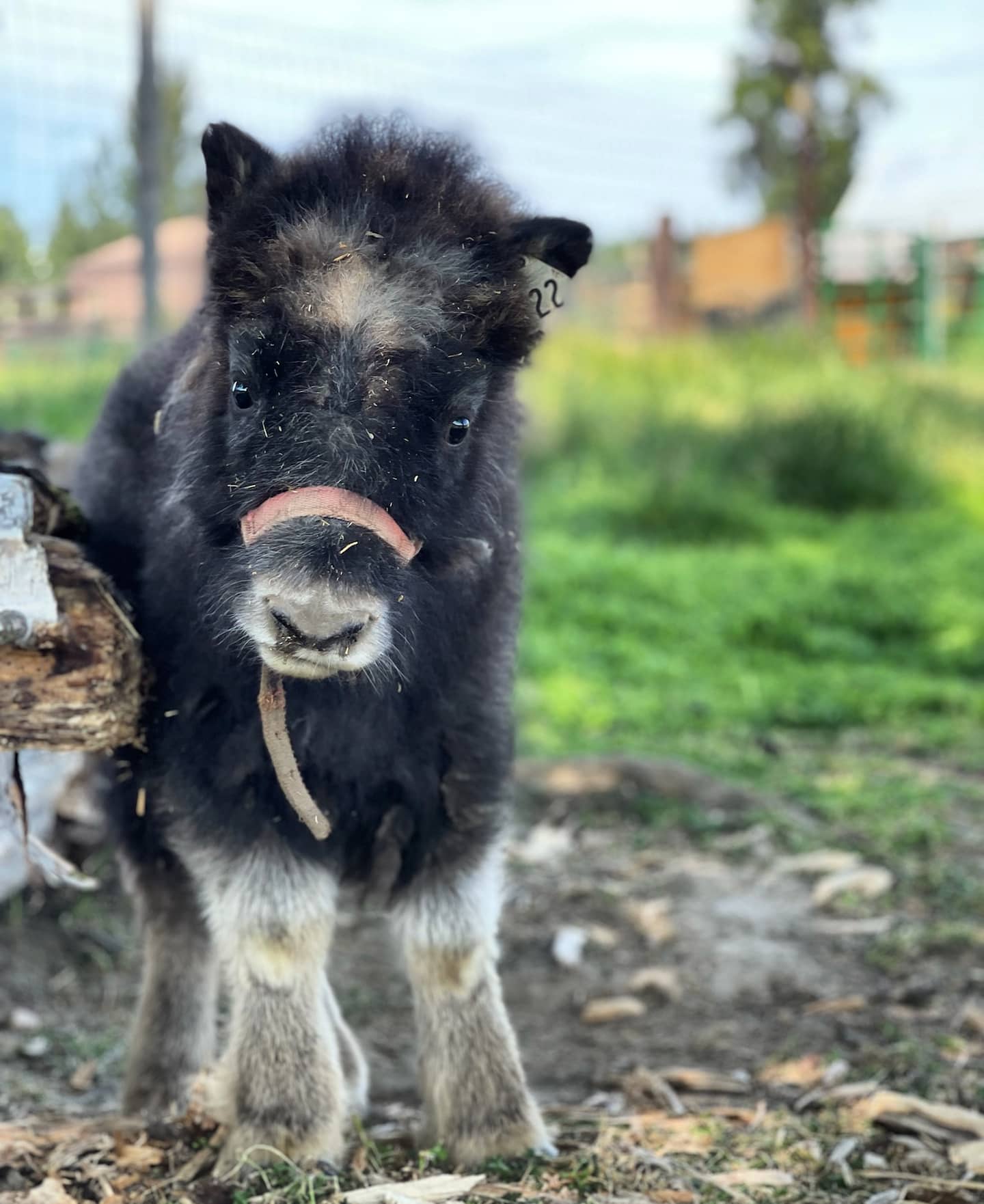 Muskox baby