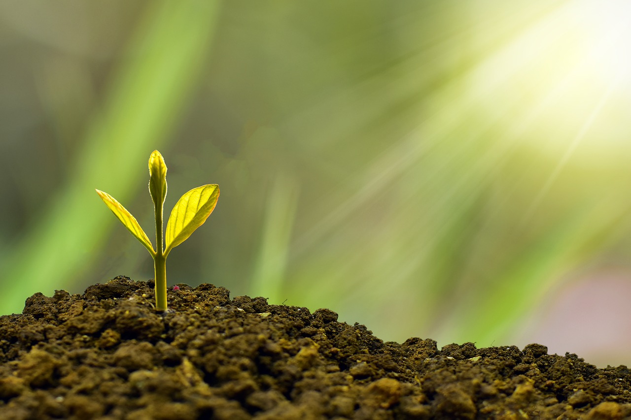 A small plant blooms out of the dirt