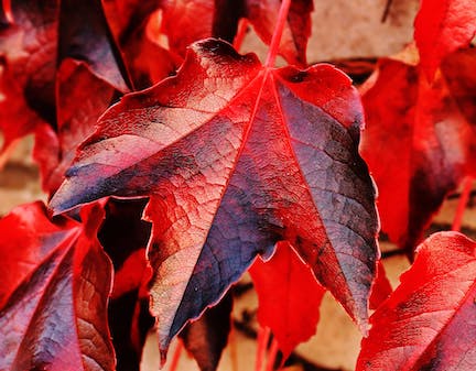 red leaves - season changing image