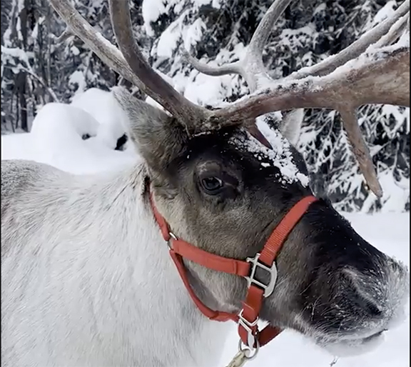 a reindeer side-eyes the camera with a red halter on its nose - close up screenshot