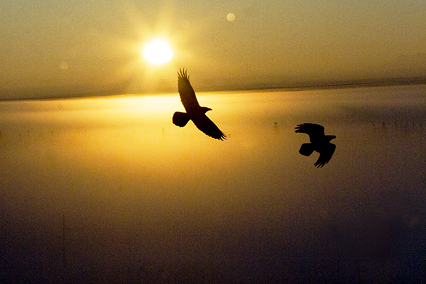 Ravens