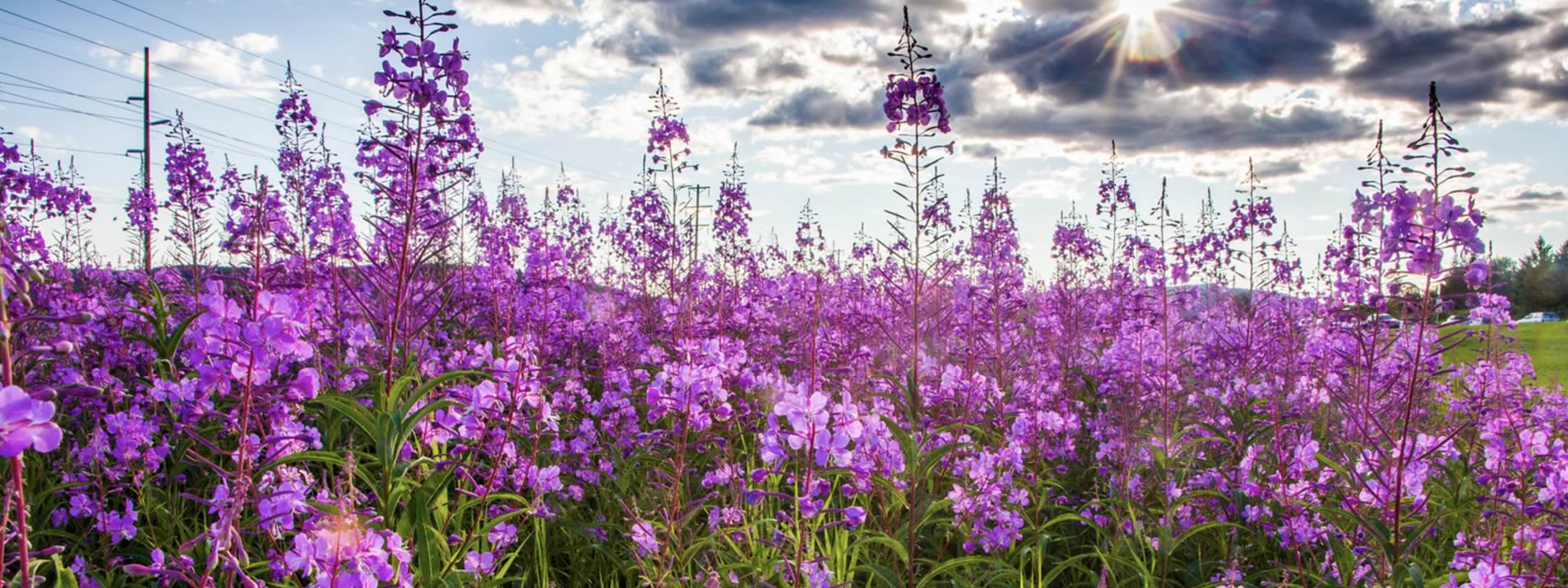 Field of fireweed
