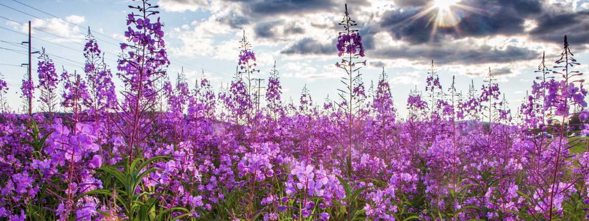 AK Fireweed