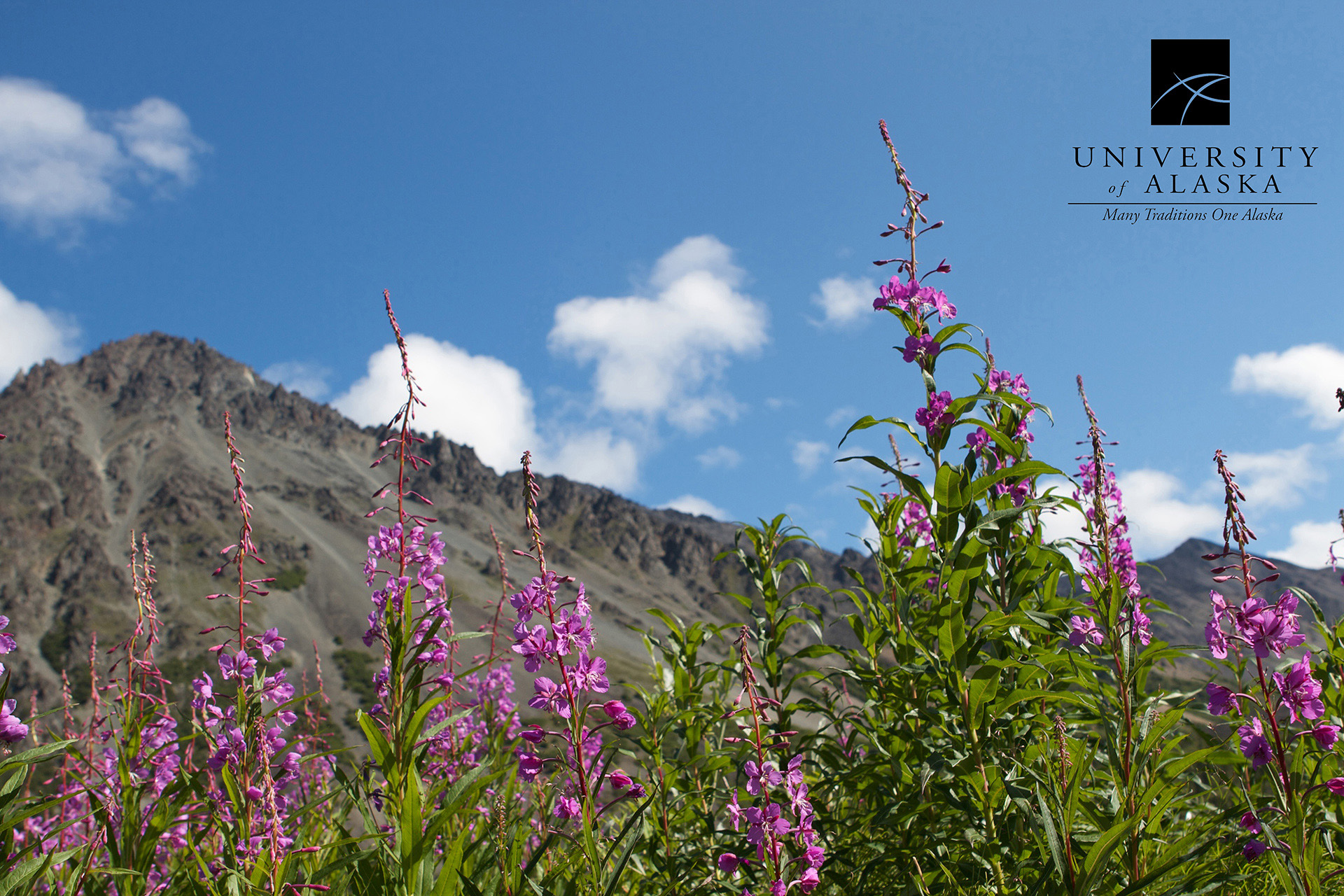 Fireweed