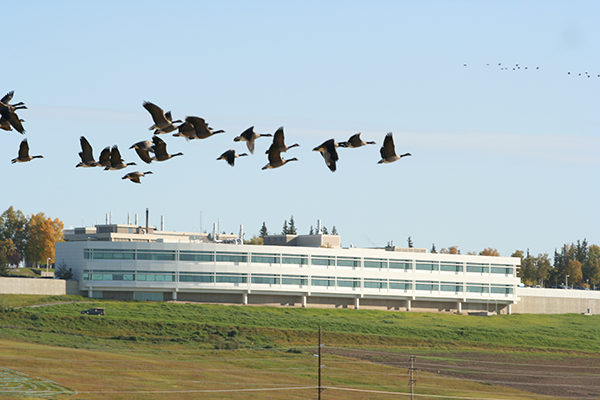 Geese fly in front of the Butrovich building at UAF