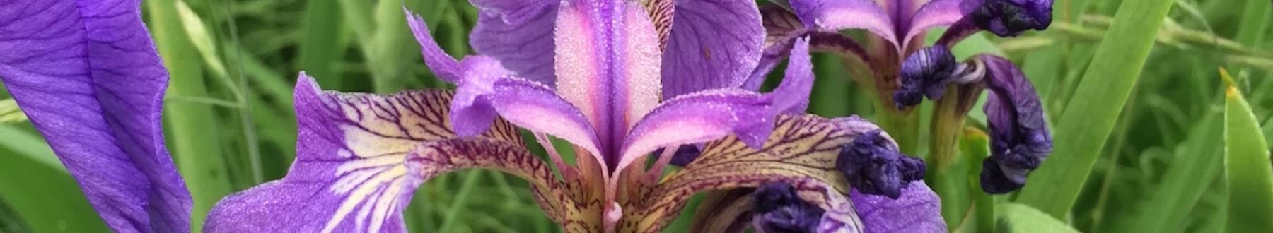 Iris