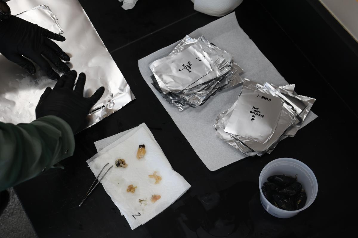 Clam body parts from samples getting put into foil.