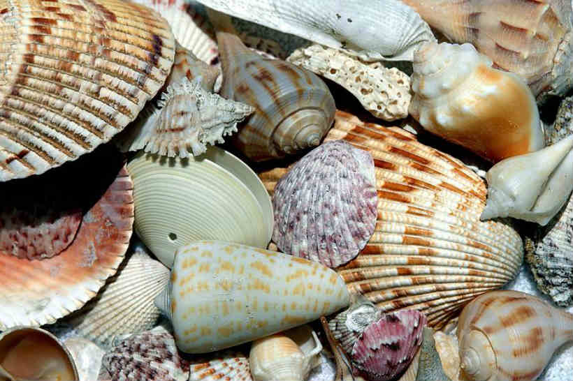 alaska shells