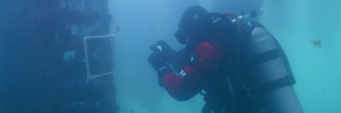 An Alaska EPSCoR researcher conducting underwater surveys of marine pest species growing on oyster farming cages in Kachemak Bay, Alaska.