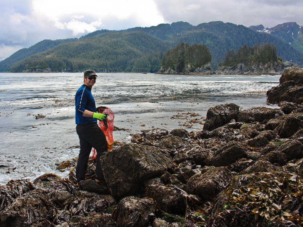 Seaweed harvesting