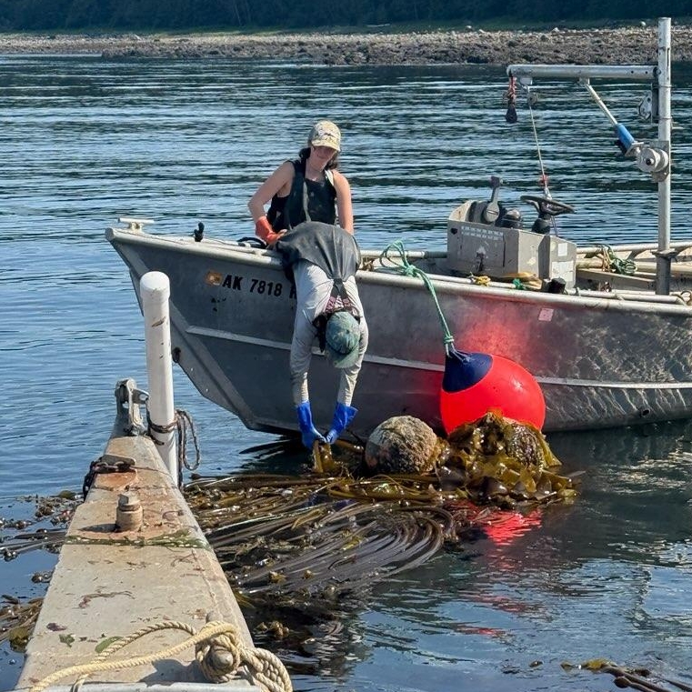 Pulling bull kelp onto the harvesting boat.
