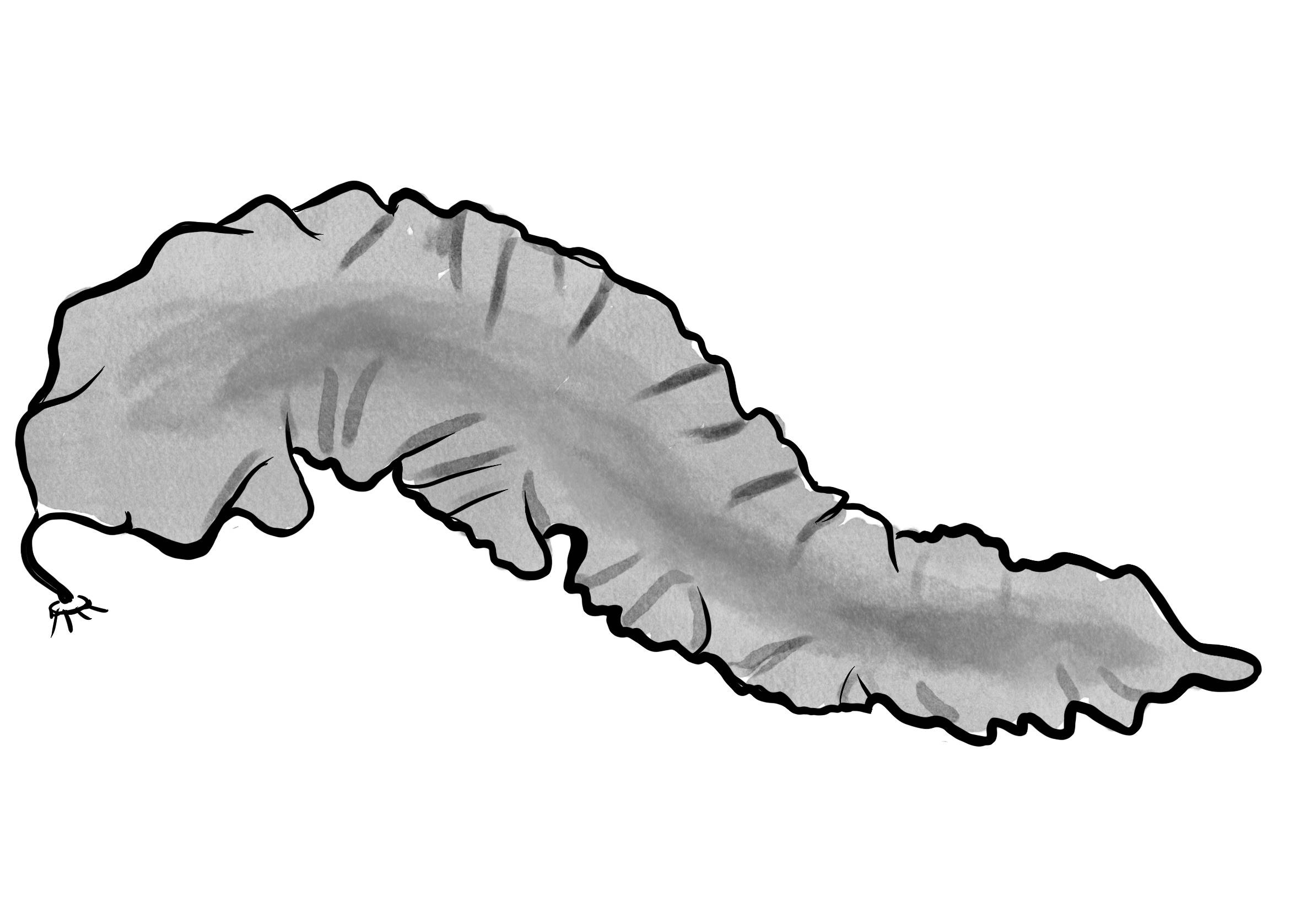 Sugar kelp drawing