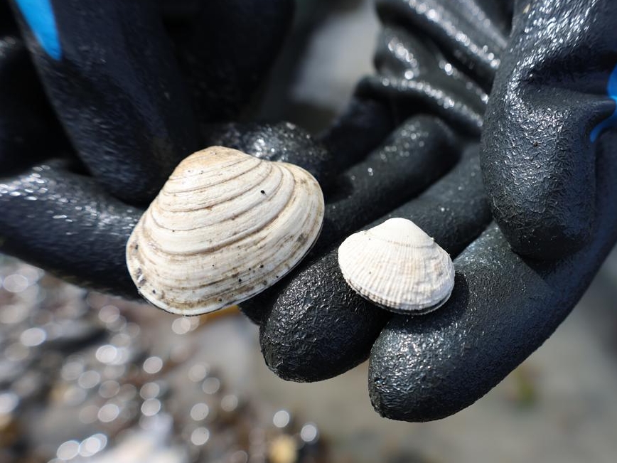 Gloved hands hold two clams: a larger one on the left, a smaller, whiter one on the right.