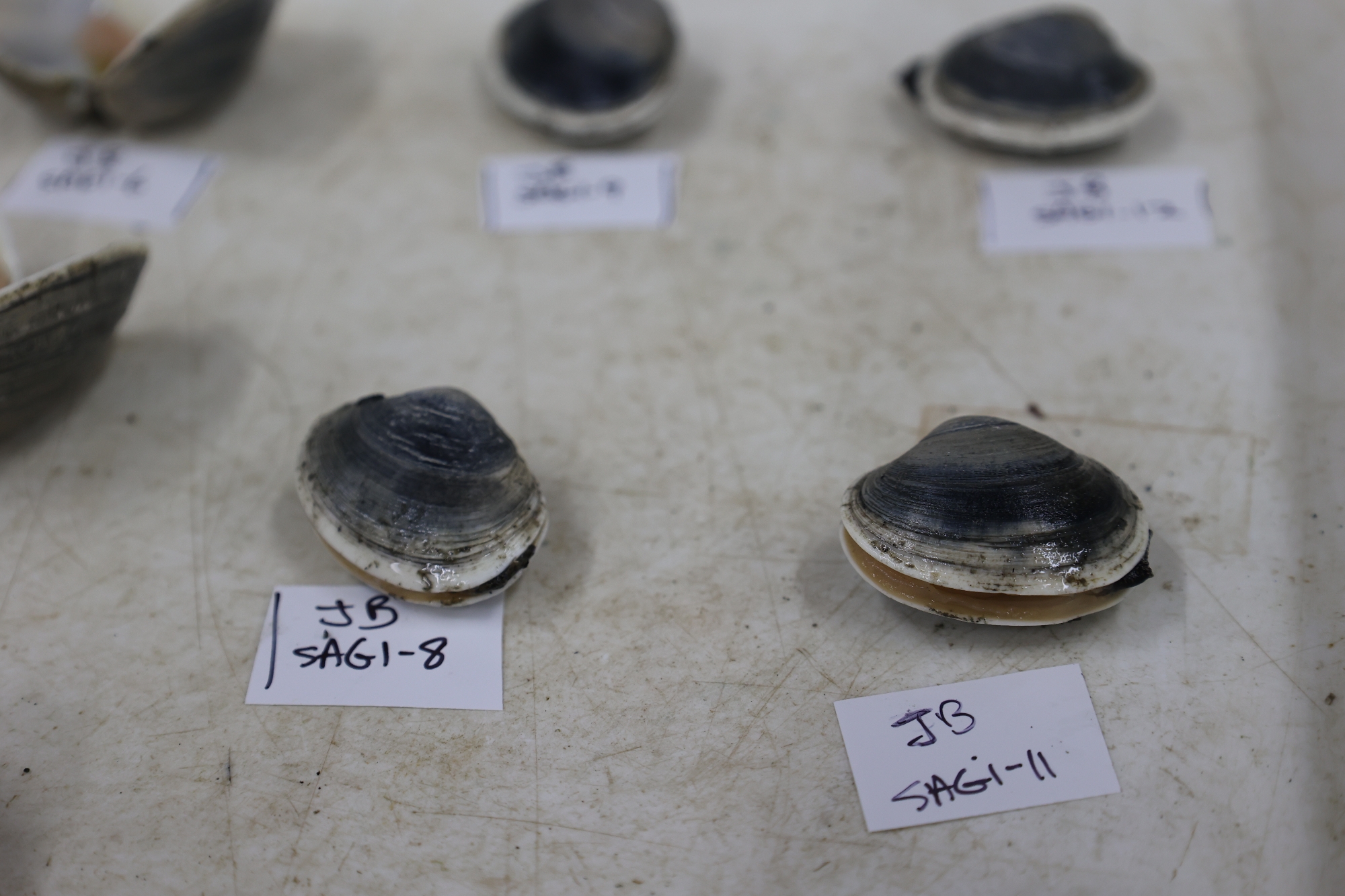 Butter clams sampled from sites in Kachemak Bay laid out on a lab tray.