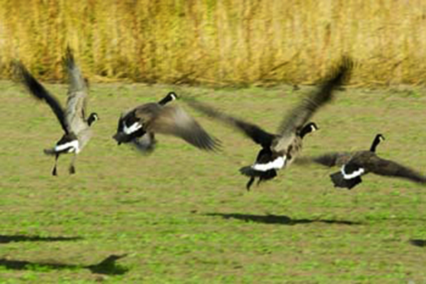 Geese taking flight