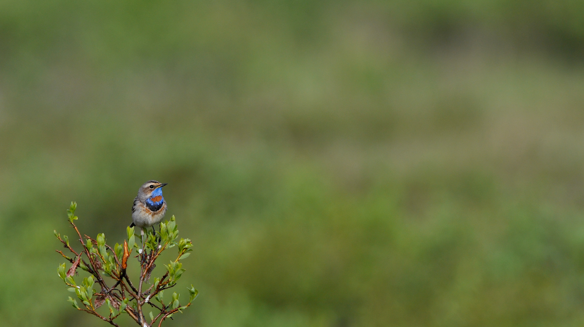 A bluethroat sits atop a shrub in Nome, Alaska. Photo by Luke DeCicco/USFWS.