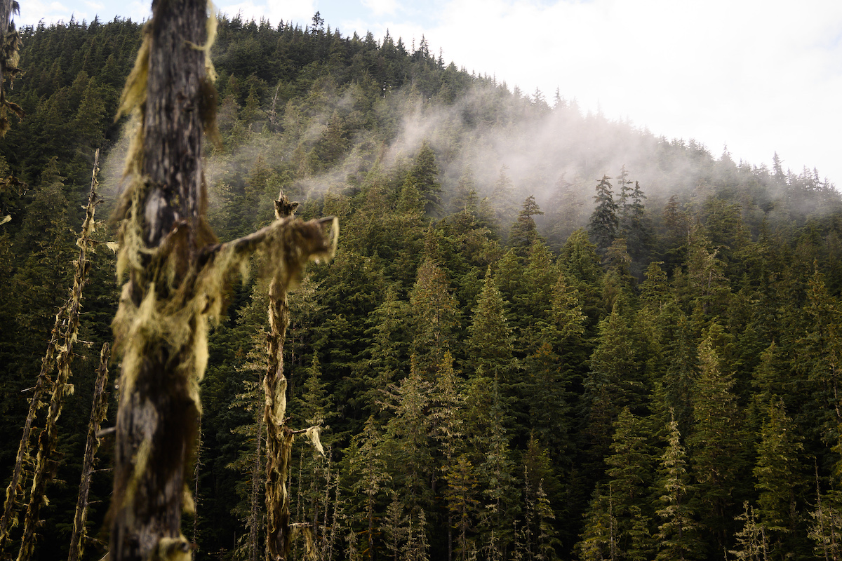 A photo of the Tongass National Forest