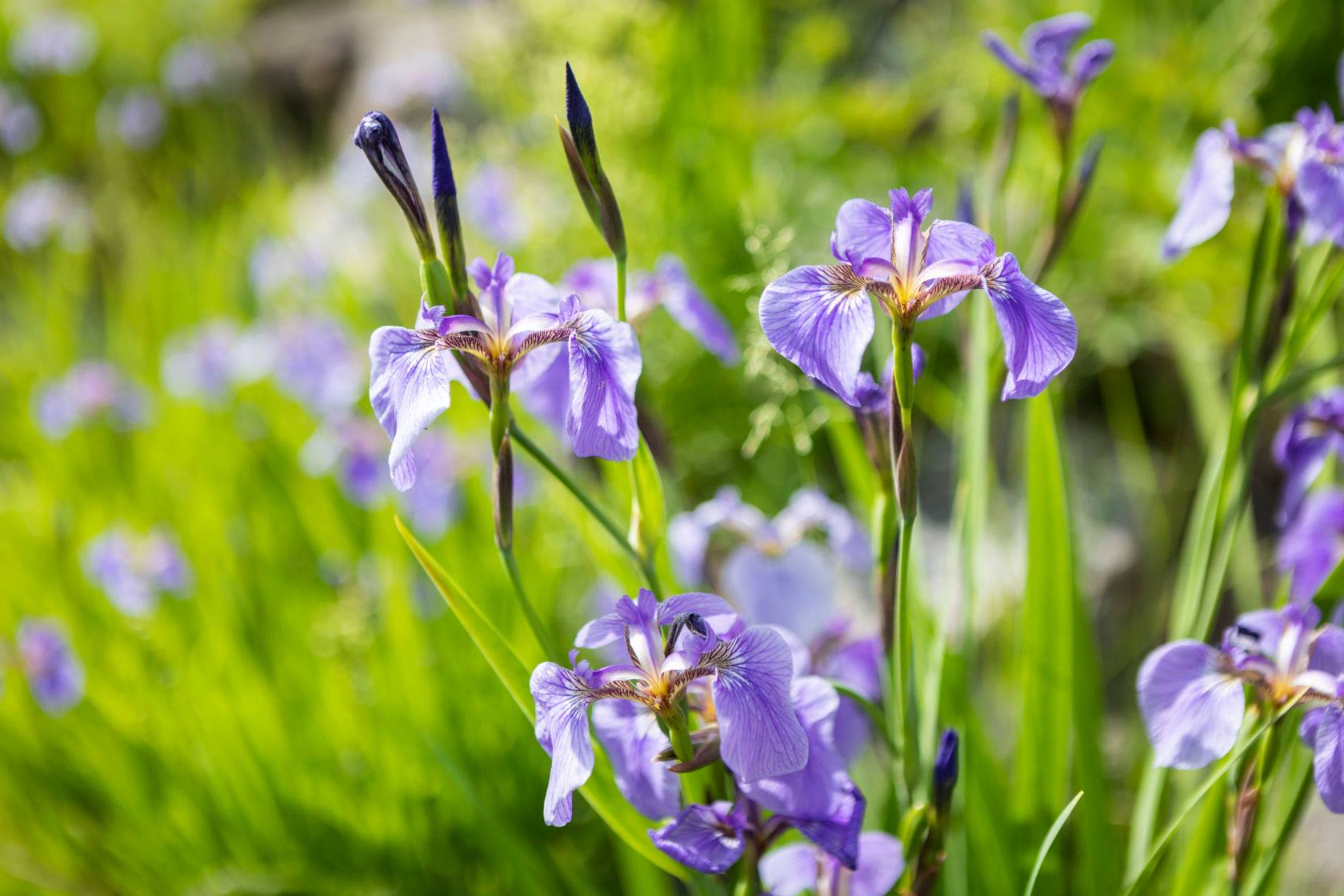 Irises in bloom