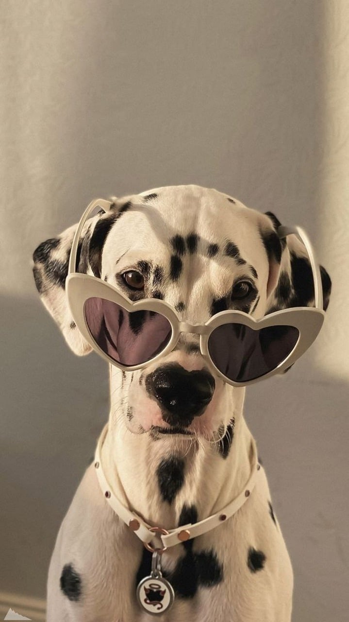 dog wearing sunglasses
