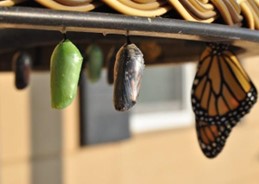 Beautiful butterfly going through life changes hanging upside down