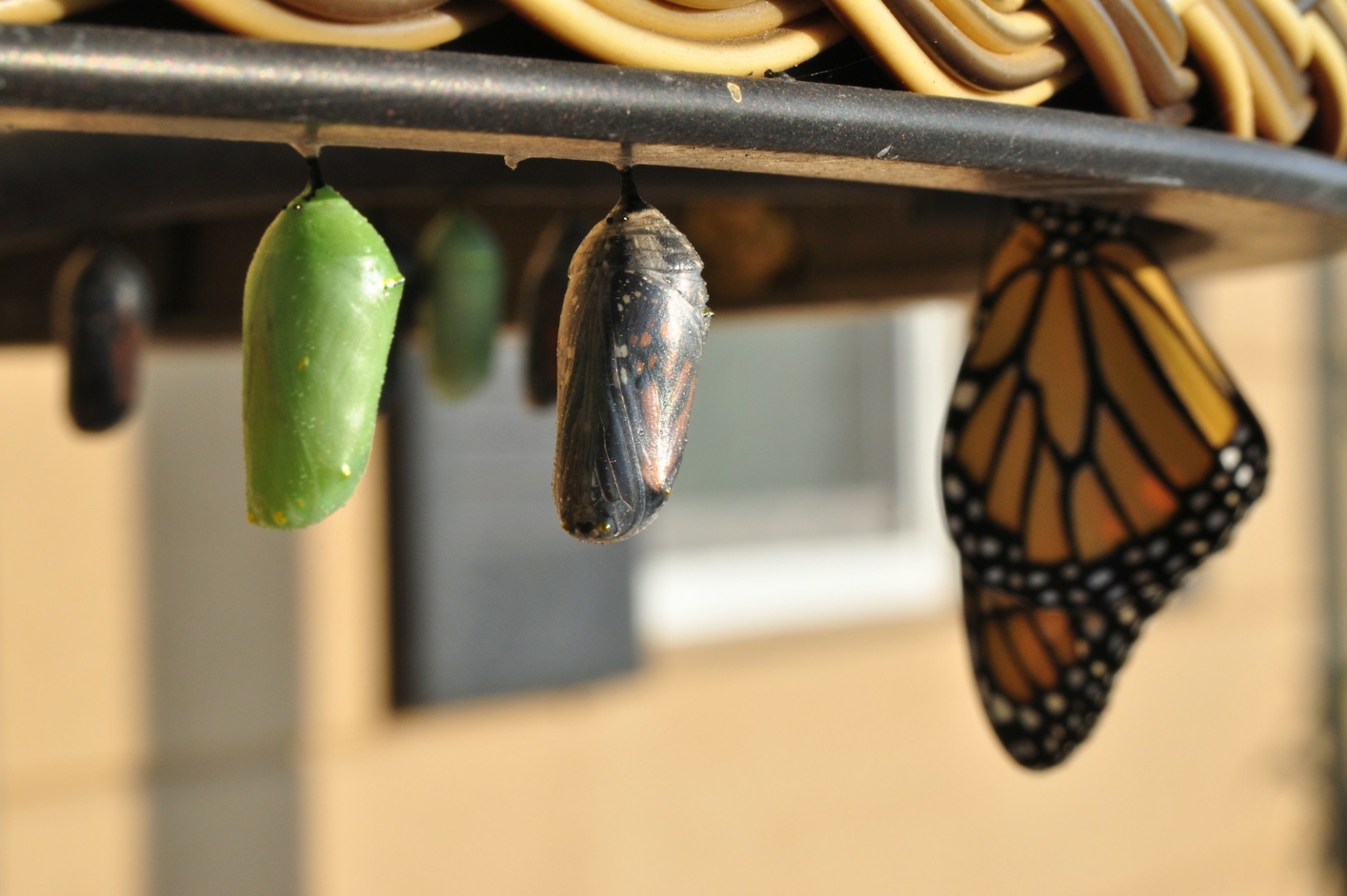 Monarch chrysalis