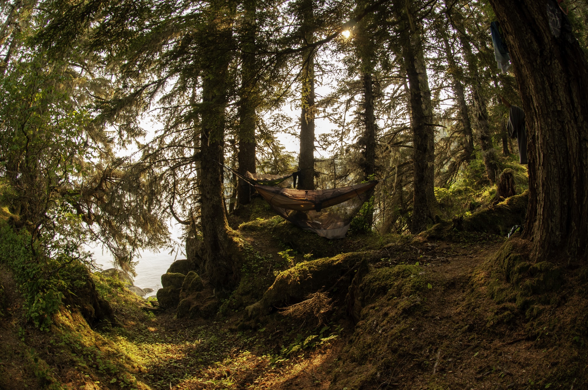 hammock in woods