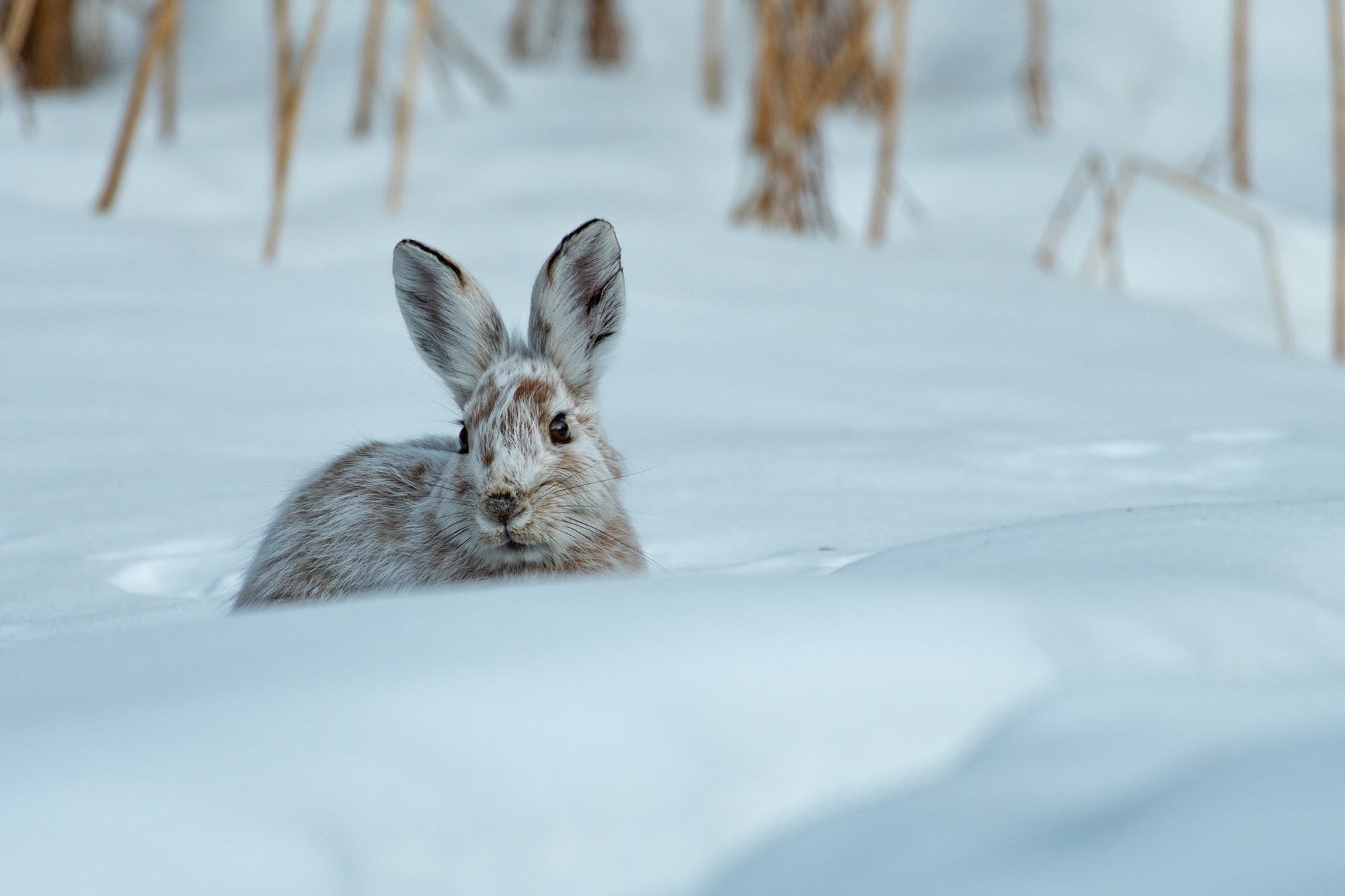 Arctic Hare on Campus