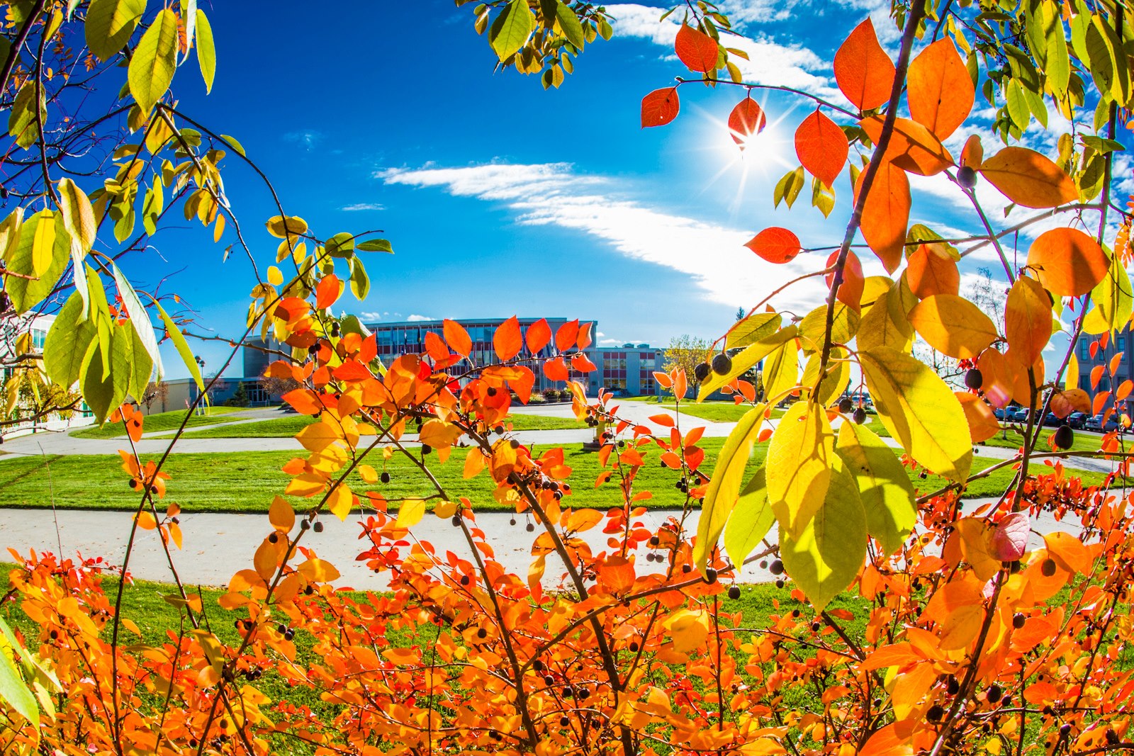 A view of UAF through colorful fall leaves.
