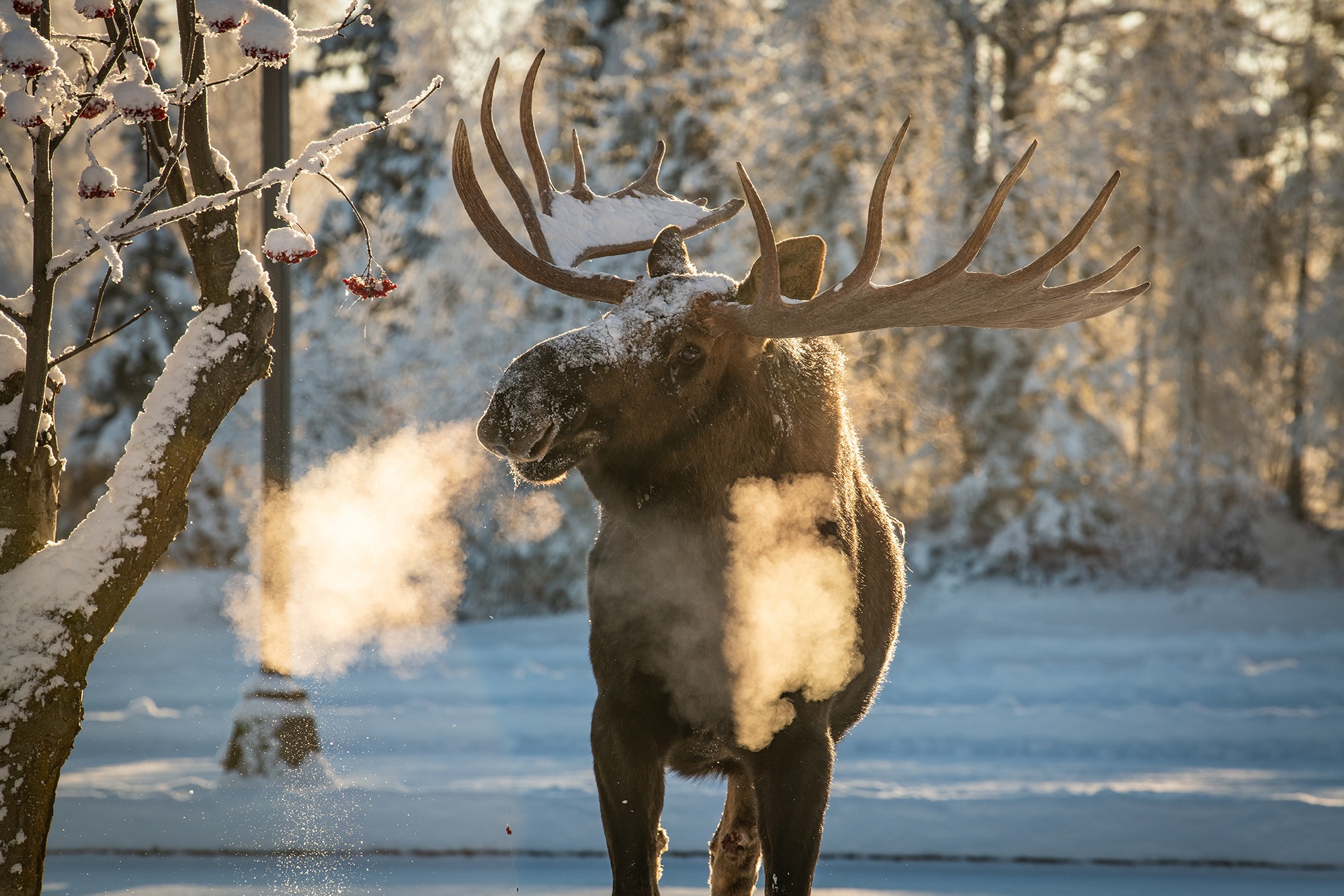 Moose on UAA Campus