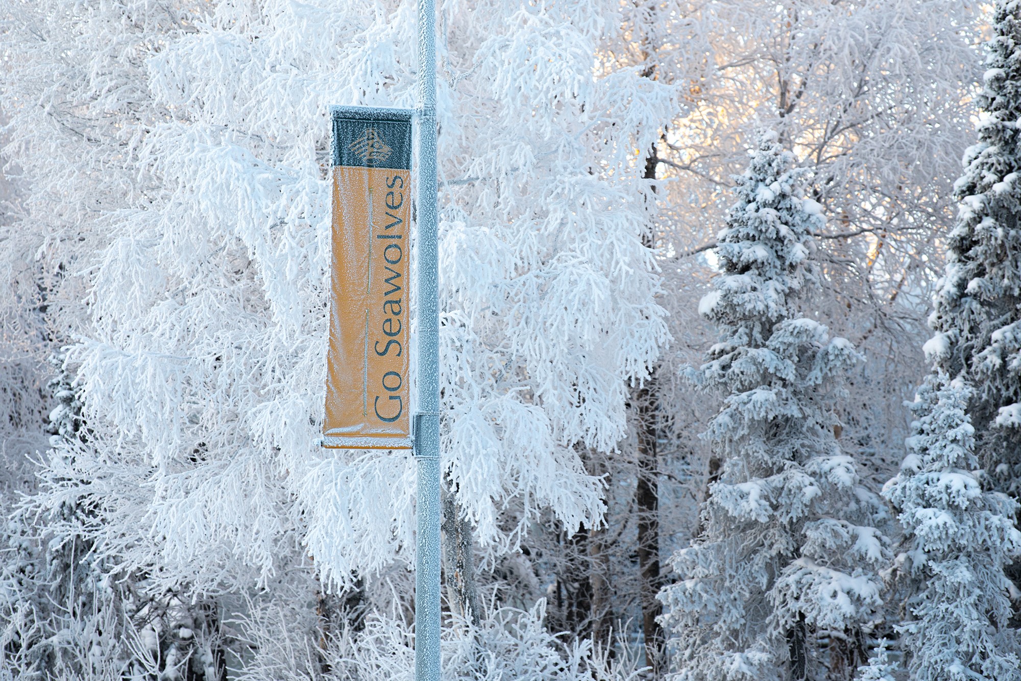 Go Seawolves Sign on Snowy UAA Campus