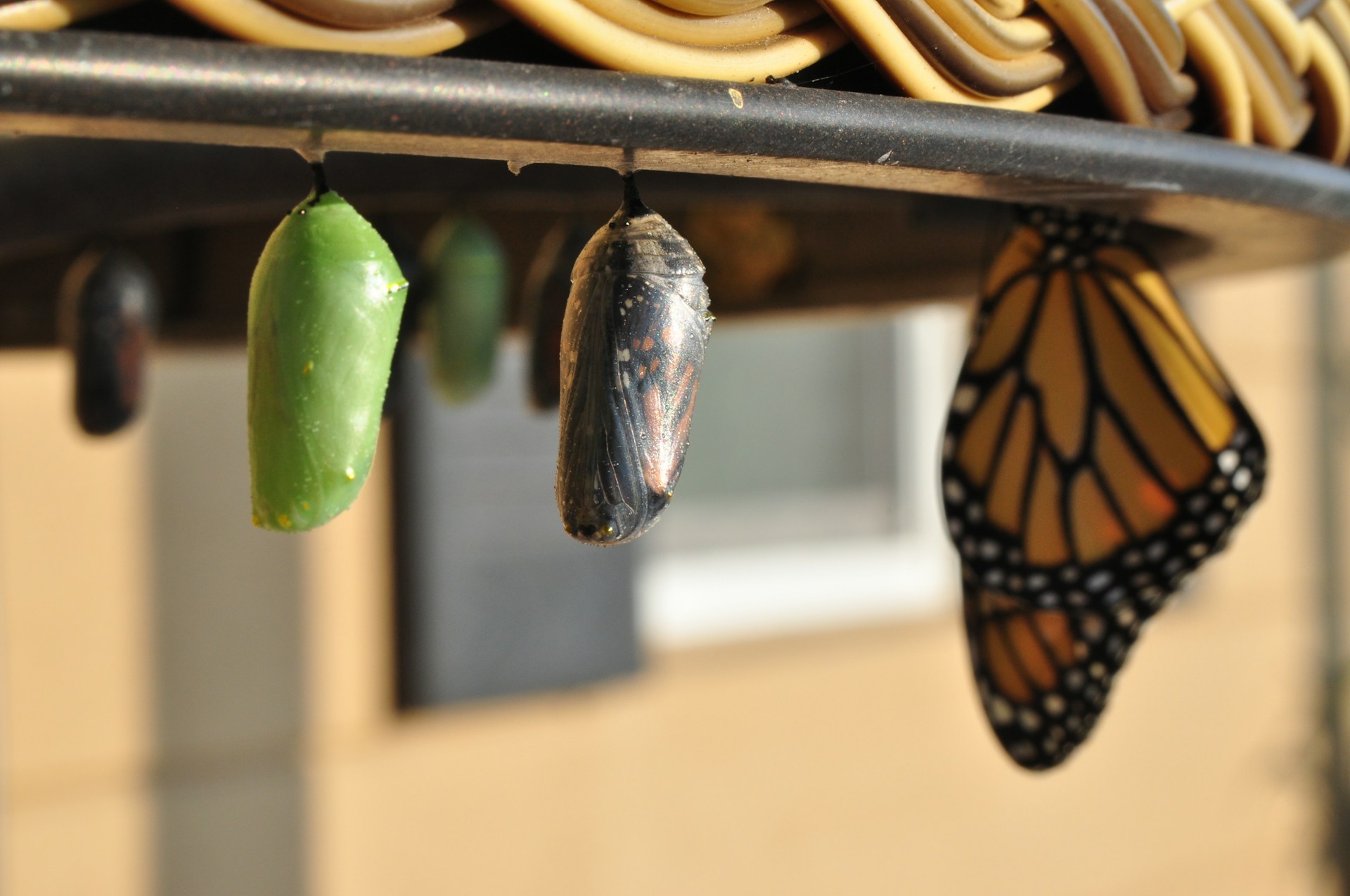 Three chrysallis stages of a Monarch butterfly