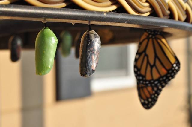 Three stages of metamorphosis from green pod, to grey cocoon, to monarch butterfly.