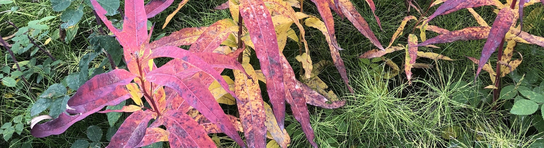 aspen and roses aspen leaves