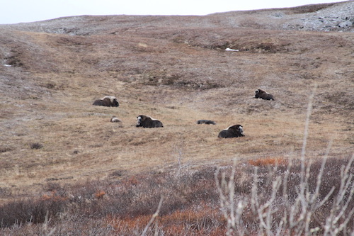 Muskox on Anvil Mt.