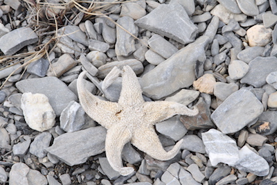 Starfish
