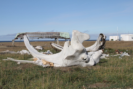 Gambell whale bones