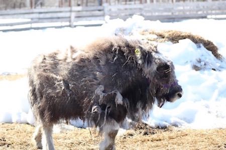 Muskox