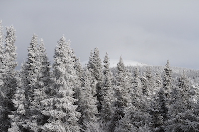 Elim Trees