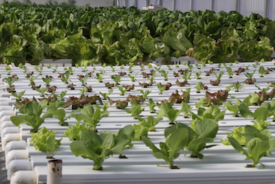 Greenhouse 2