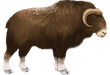 muskox-symbos-cavifrons