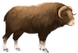 muskox-bootherium