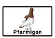 ptarmigan