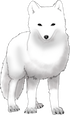 arctic fox