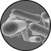 bacteria